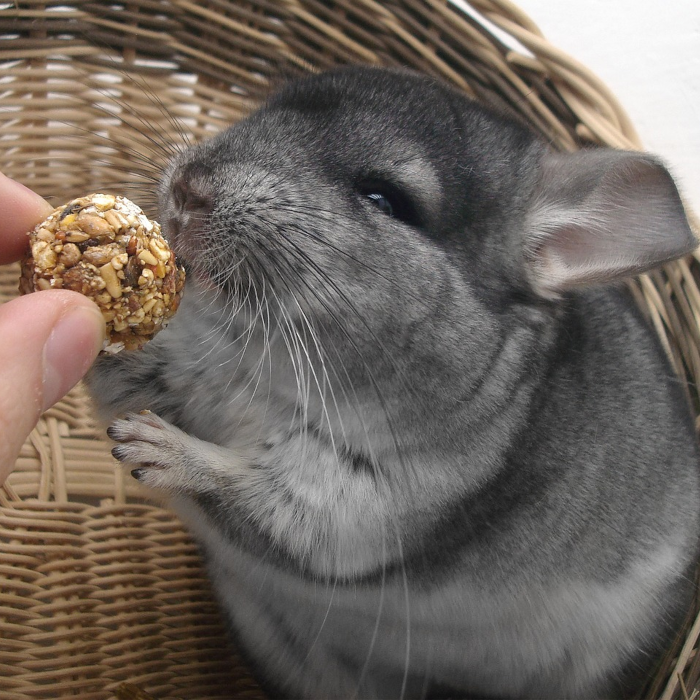 Zubehör für Chinchillas