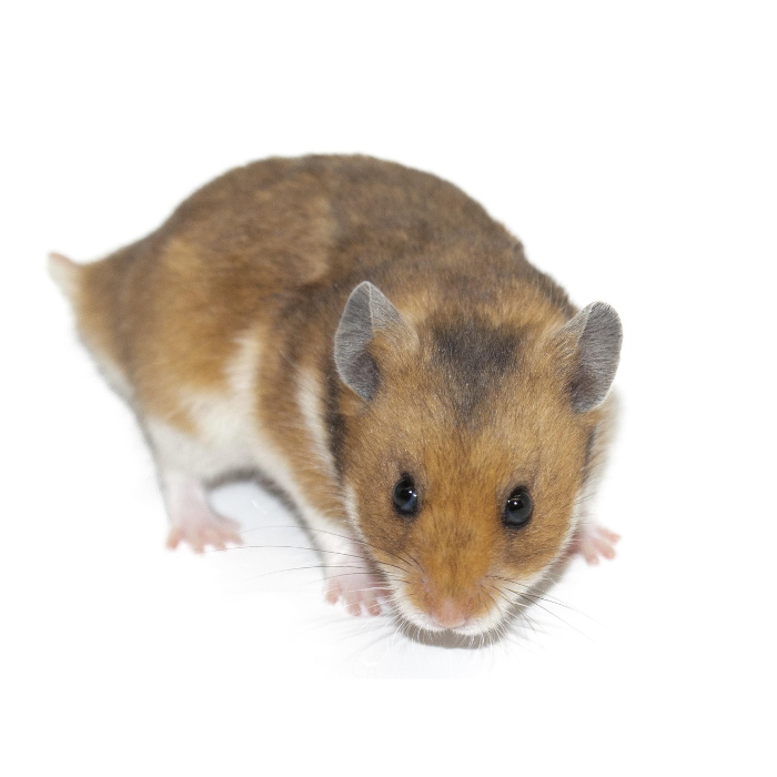 Zubehör für Hamster