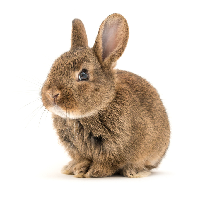 Zubehör für Kaninchen