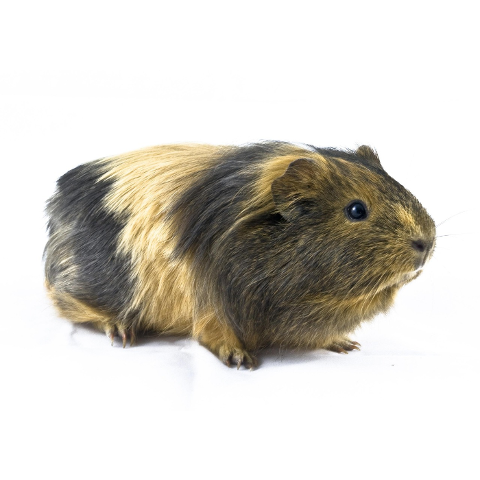 Zubehör für Meerschweinchen