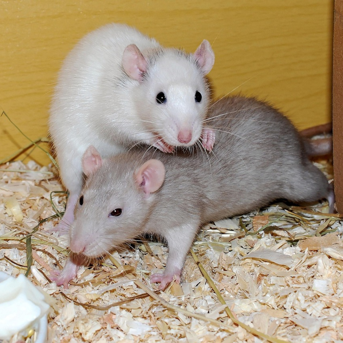 Zubehör für Ratten