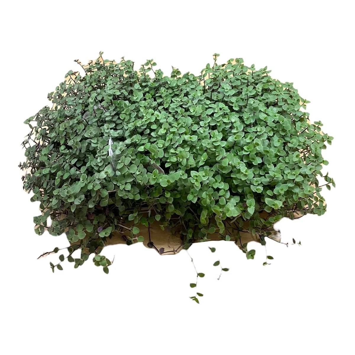 Golliwoog® (Callisia repens) – Frischfutter für Nager