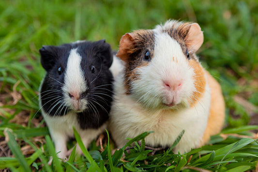 Sieben Mythen im Faktencheck: Artgerechte Meerschweinchenhaltung und -Ernährung