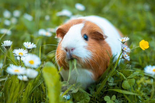 Bunt und gesund: Diese Blüten und Heilpflanzen lieben Meerschweinchen und Kaninchen