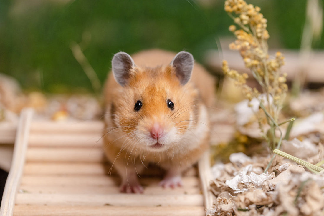 Nachtaktiver Mini-Architekt: Der Hamster als Haustier
