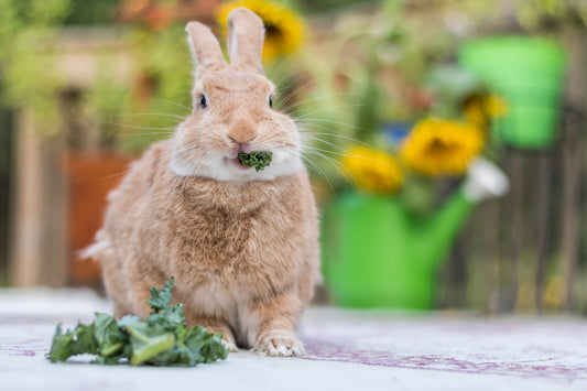 Kostenloses Grünfutter für Meerschweinchen und Kaninchen: Tipps und Tricks für frische und gesunde Abwechslung