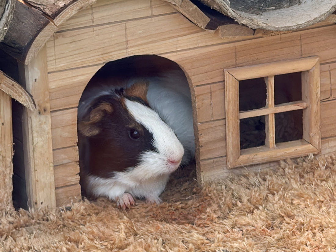 Grundausstattung für Nager und Kaninchen: Welche Produkte sinnvoll und wichtig sind