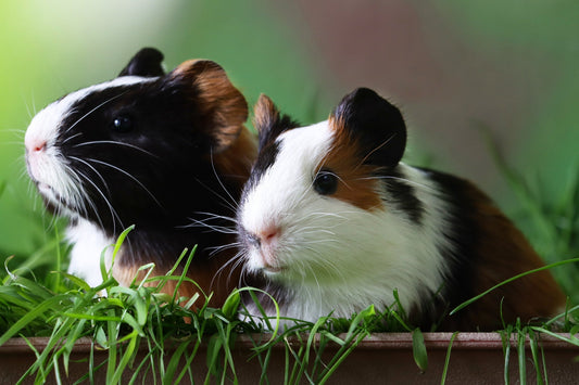 Meerschweinchen – Kleine Herzensstürmer mit Ansprüchen