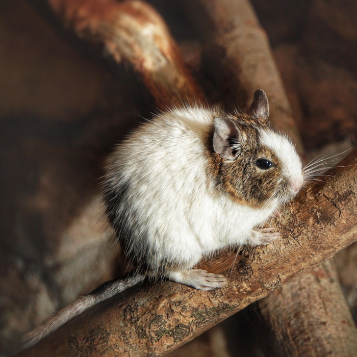 Zubehör für Degus