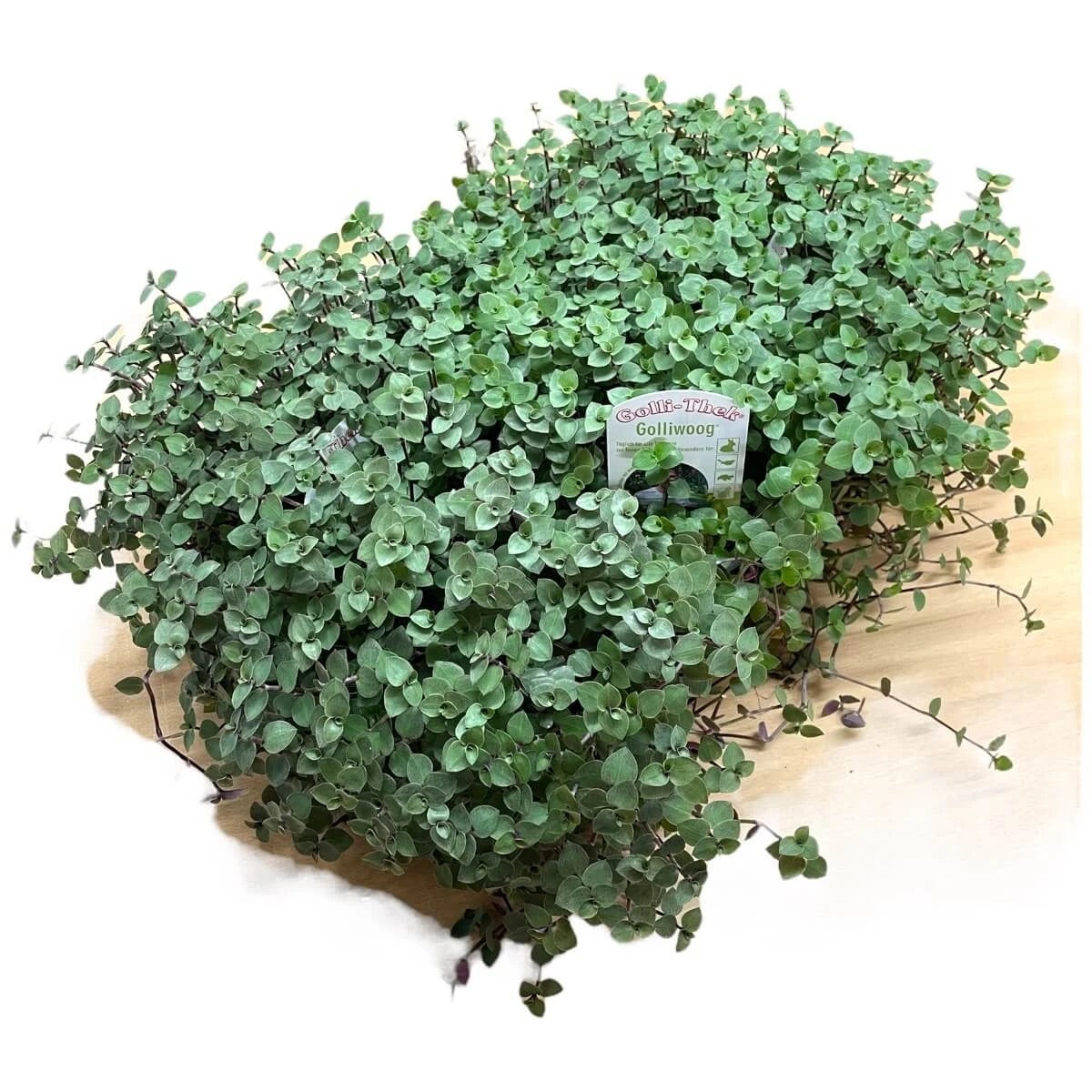 Golliwoog® (Callisia repens) – Frischfutter für Nager