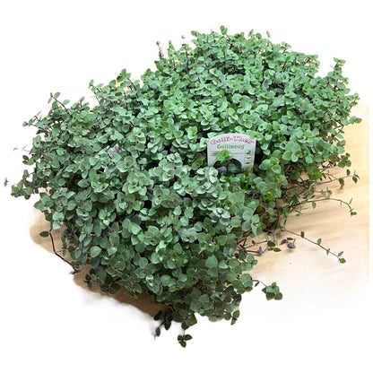 Golliwoog® (Callisia repens) – Frischfutter für Nager