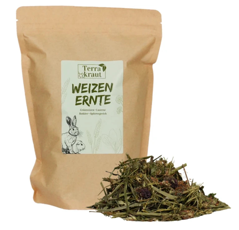 Terrakraut Weizenernte