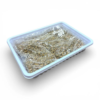 Nagergras – Grünfutter zum Selberziehen