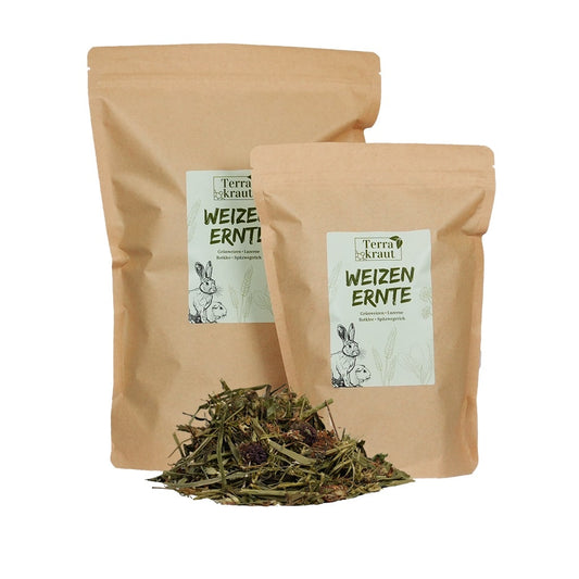 Terrakraut Weizenernte